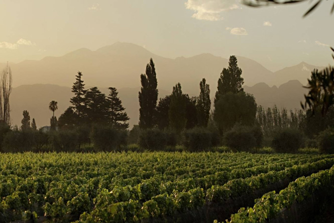 Emerging Grapes from Chile Emerging Grapes from Chile
