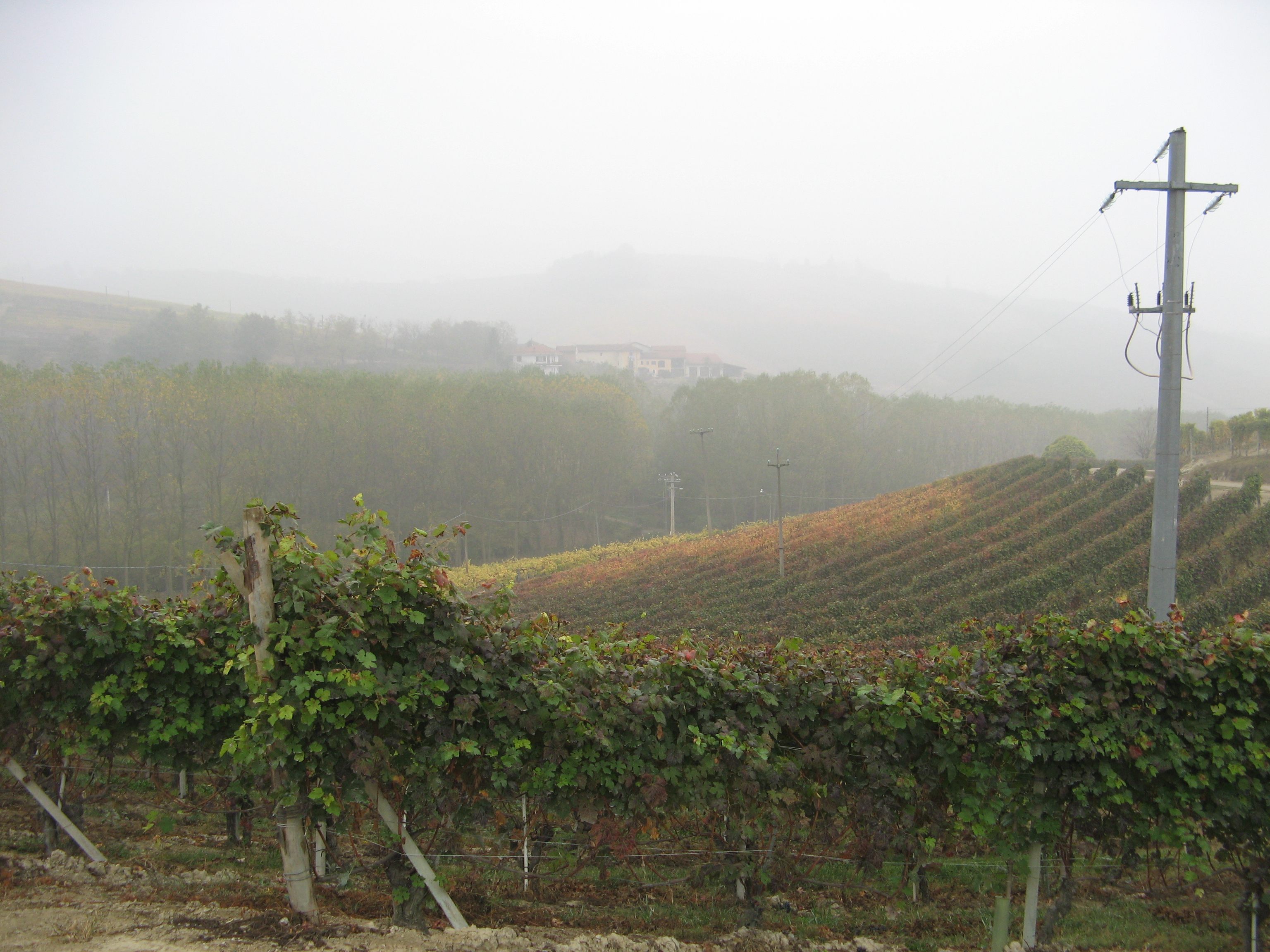 Nosiola, Trentino Signature Grape
